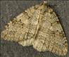 1795 (70.107)<br>November Moth